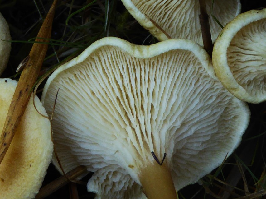 Hygrophoropsis fuscosquamula 3 Feinschuppiger Sumpf Afterleistling Feldmykologe Pilzschule Schwaebischer Wald Kibby Boletales Hygrophoropsidaceae