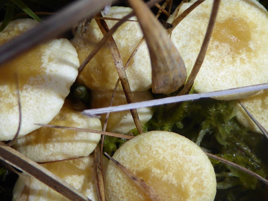 Hygrophoropsis fuscosquamula 4 Raue Wiese Bartholomae oestliche Schwaebische Alb Pilzschule Krieglsteiner Pilzkurse Pilzfueherungen Pilzseminare