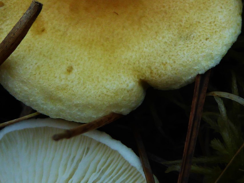 Hygrophoropsis fuscosquamula 5 Detail Hut dunkle Schuppen Hochmoor Binsen Juncus Torfmoos Baden Wuerttemberg Pilzschule Schwaebischer Wald Feldmykologe