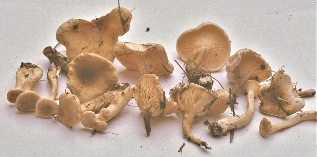 Hygrophoropsis macrospora Grosporiger Afterleislting Aalen Tauchenweiler Weiherwiesen Ostalbkreis saures Niedermoor Hochmoor Pilzschule Krieglsteiner