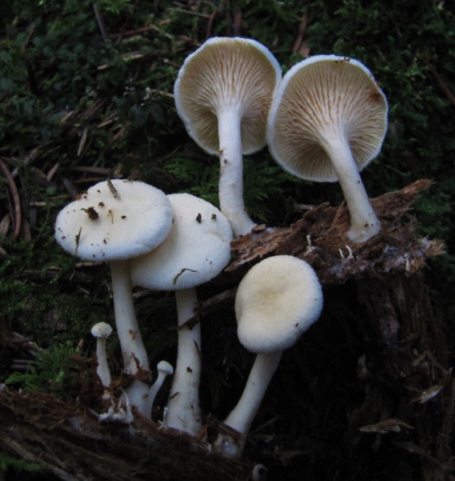 Hygrophoropsis aurantiaca blass Hafental 4 Oktober 12