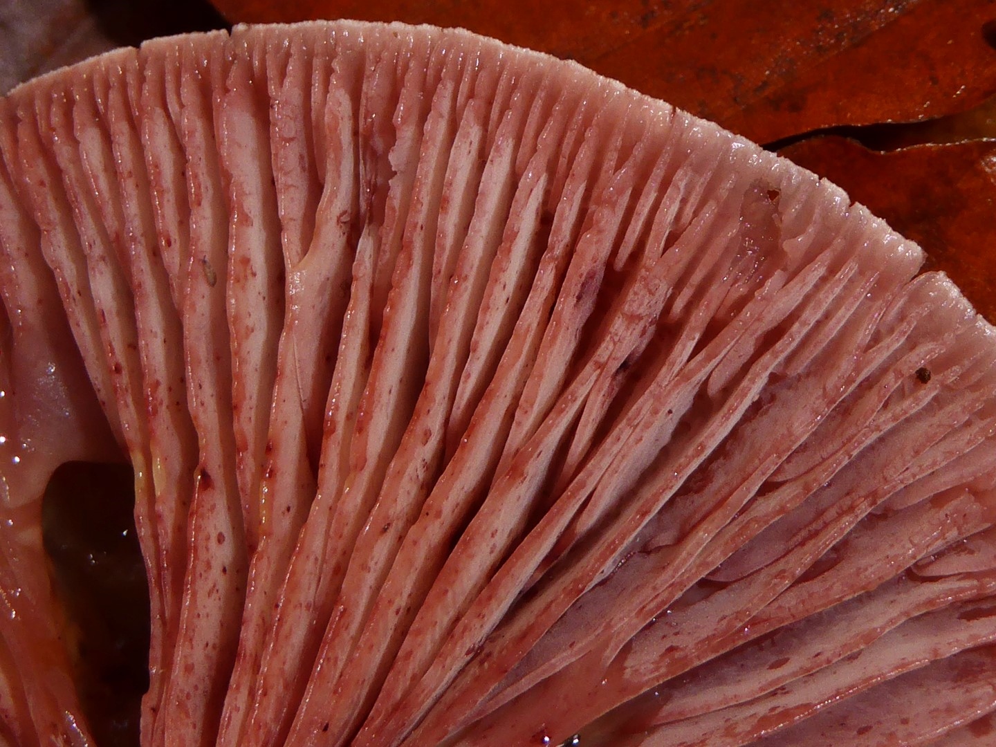 Hygrophorus capreolarius Lamellen weinroter Purpurschneckling fleckend Oesterreich Kaernten Turia Wald Pilzkurs Pilzseminar