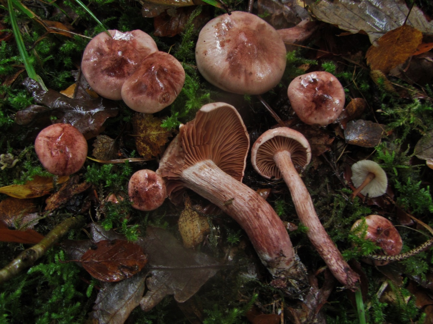 Hygrophorus capreolarius Weinroter Purpurschneckling Schnecklingskurs Feldmykologe Gschwend Schwaebisch Gmuend Baden Wuerttemberg Stuttgart