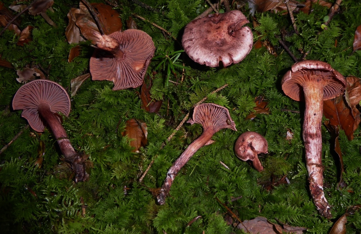 Hygrophorus capreolarius Weinroter Purpurschneckling Schwaebisch Fraenkischer Wald Mittelgebirge Gschwend Rotenhar Pilzschule Krieglsteiner