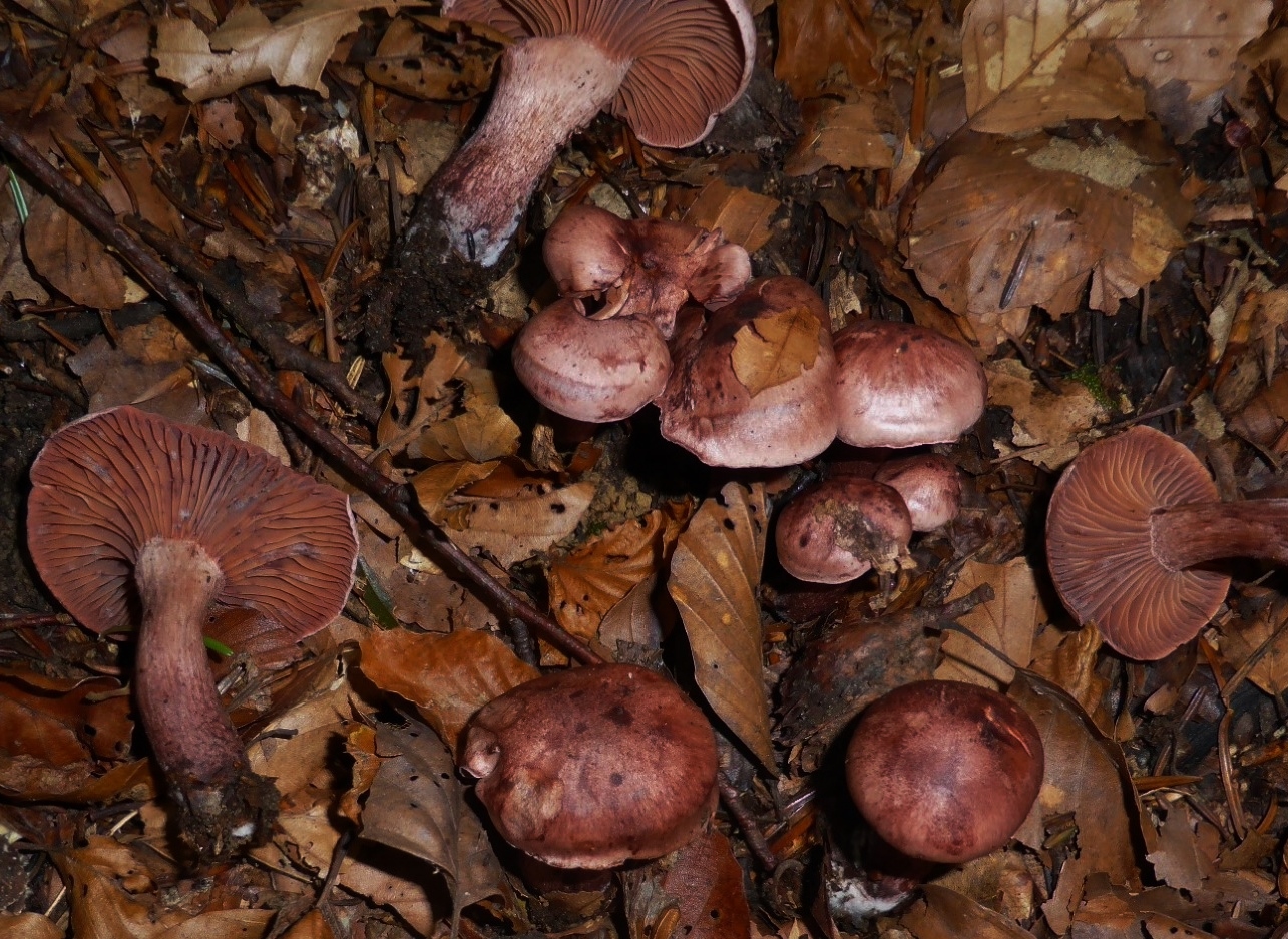 Hygrophorus capreolarius Weinroter Purpurschneckling Schwaebische Alb Gmuend Ostalbkreis Stuttgart Baden Wuerttemberg Krieglsteiner