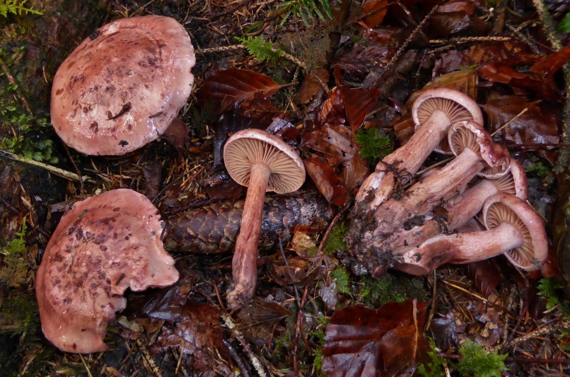 Hygrophorus capreolarius Weinroter Purpurschneckling Schweiz Alpenvorland Zuericher See Nadelwald Pilzseminare Krieglsteiner