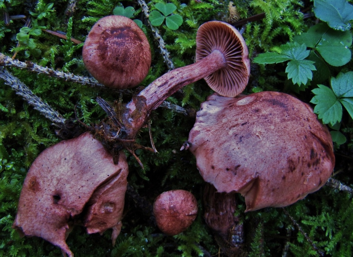 Hygrophorus capreolarius Weinroter Purpurschneckling Tanau Durlangen Ostalbkreis Tanne Rote Liste gefaehrdet