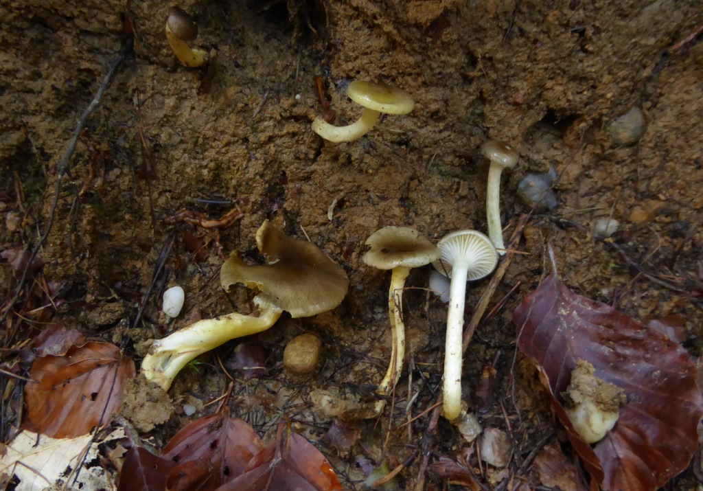 Hygrophorus-hypothejus-Frostschneckling-speciosus-aureus-Pilzkurse-Pilzseminare-Pilzschule-Krieglsteiner