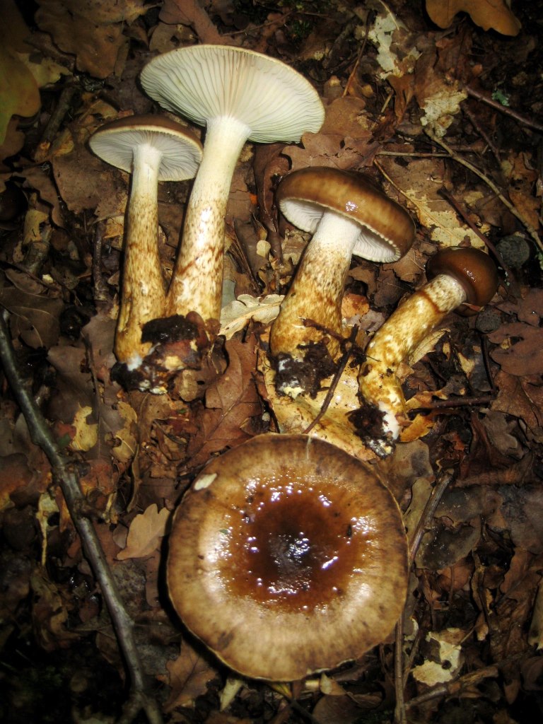 Hygrophorus-persoonii-Bayern-Mainfranken-Olivgestiefelter-Schneckling-Portugal-Algarve-Monchique-Korkeiche