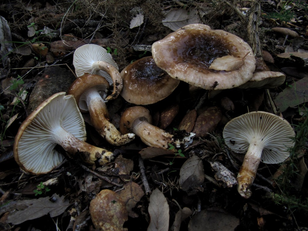 Hygrophorus-persoonii-Monchique-Algarve-Portugal-Olivgestiefelter-Schneckling-Korkeiche