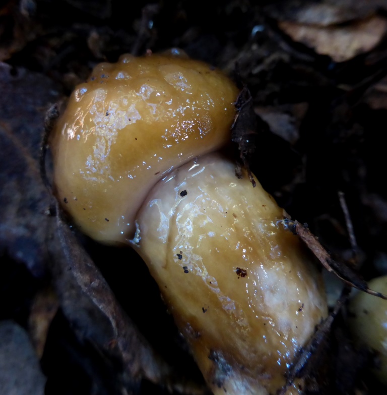 Hygrophorus-persoonii-Olivgestiefelter-Schneckling-Portugal-Algarve-Monchique-Korkeiche