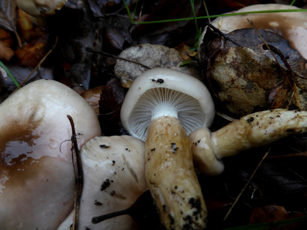 Hygrophorus-persoonii-Olivgestiefelter-Schneckling-Portugal-Algarve-Vila-Foia-Monchique-KorkeicheVilaFoia