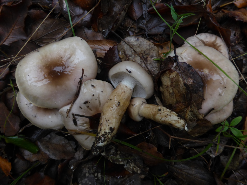 Hygrophorus-persoonii-Vila-Foia-Olivgestiefelter-Schneckling-Portugal-Algarve-Monchique-Korkeiche