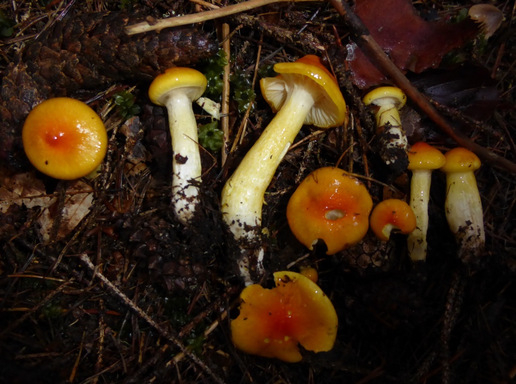 Hygrophorus-speciosus-Orange-Lärchen-Schneckling-Österreich-Kärnten