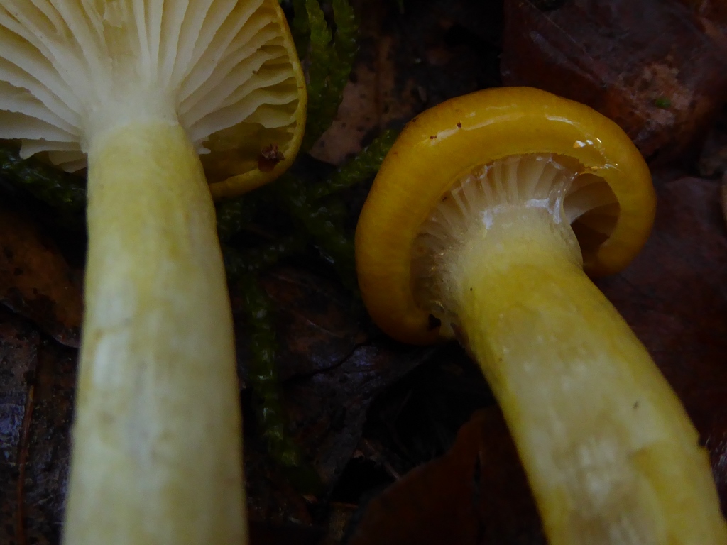 Hygrophorus-speciosus-Schleim-Lärchen-Schneckling-aureus-hypothejus-Pilzschule-Schwäbischer-Wald-Österreichi-Kärnten