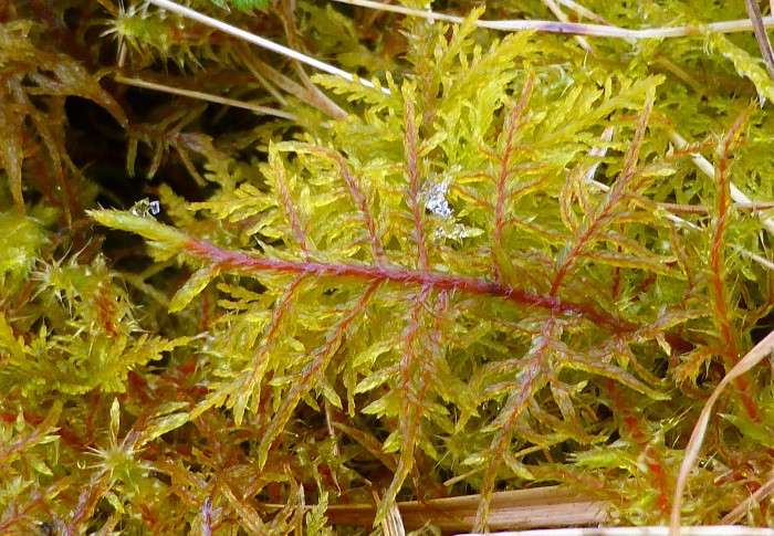 Hylocomium splendens Etagenmoos Tamarisken Thujamoos Thuidium tamariscinum roter Staengel glaenzend Seidenglanz Mooskurs Pilzschule Schwaebischer Wald Krieglsteiner Naturgarten 2