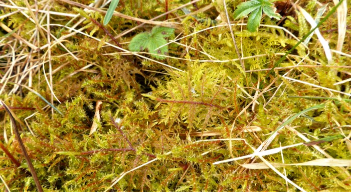 Hylocomium splendens Etagenmoos Tamarisken Thujamoos Thuidium tamariscinum roter Staengel glaenzend Seidenglanz Mooskurs Pilzschule Schwaebischer Wald Krieglsteiner Naturgarten