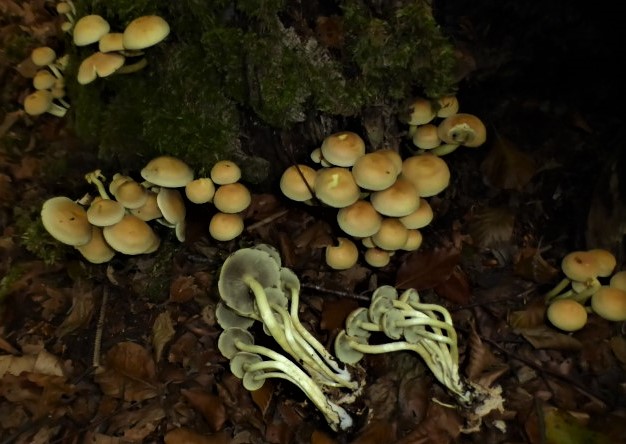 Hypholoma fasciculare Gruenblaettriger Schwefelkopf Strophariaceae Agaricales ungeniessbar kein Speisepilz Saporbiont Esche Morchelbeet Sitzbank Naturgarten Krieglsteiner Spraitbach