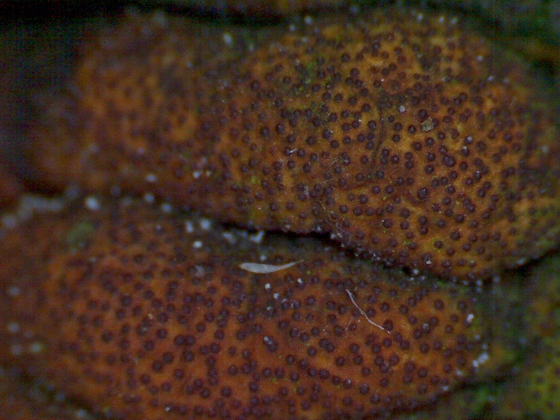 Hypocreopsis-lichenoides Detail-Flechten-Pustelpilz-Trollhand-Nationalpark-Eifel-Feuchtgebuesch-Strauchweide-Salix-cinerea-Tabakbraune-Borstenscheibe