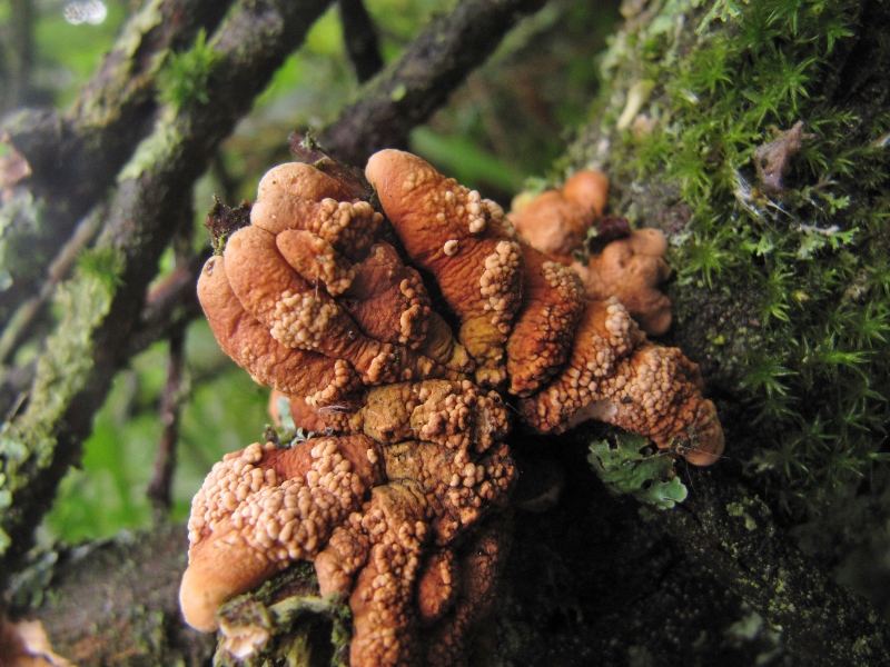 Hypocreopsis-lichenoides-Flechten-Kugelpilz-Pustelpilz-Perithezien-Trollhand-Nationalpark-Eifel-Feuchtgebuesch-Tabakbraune-Borstenscheibe