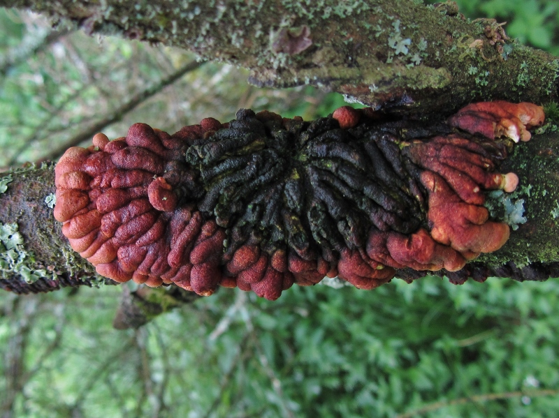 Hypocreopsis-lichenoides-Schlauchpilz-Flechten-Perithezien-Feuchtgebuesch-Tabakbraune-Borstenscheibe-Hymenoechaete-tabacina-Strauchweide-Salix-aurita