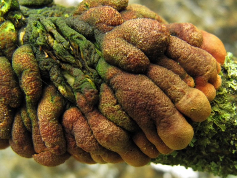 Hypocreopsis-lichenoides-Schlauchpilz-Trollhand-Nationalpark-Eifel-Feuchtgebuesch-Tabakbraune-Borstenscheibe-Hymenoechaete-tabacina-Strauchweide-Salix-aurita