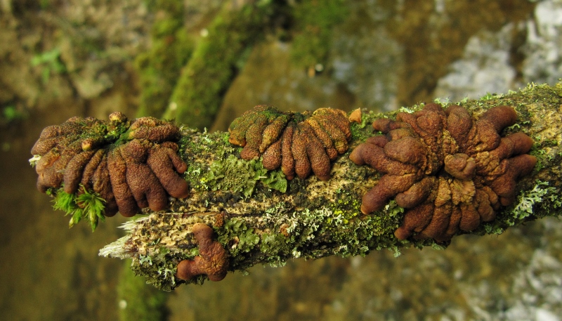 Hypocreopsis-lichenoides-Trollhand-Nationalpark-Eifel-Feuchtgebuesch-Tabakbraune-Borstenscheibe-Hymenoechaete-tabacina-Strauchweide-Salix-aurita
