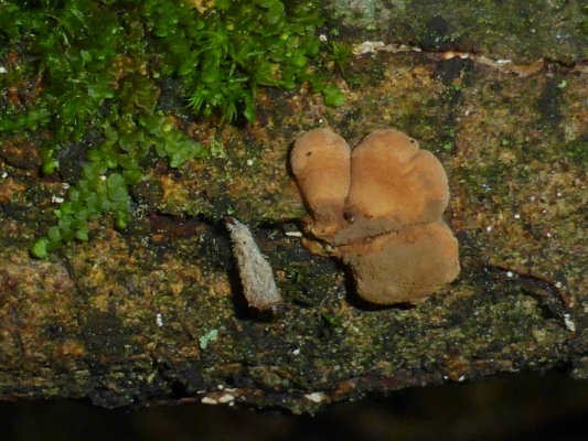 Hypocreopsis-lichenoides-Trollhand-junge-Fruchtkoerper-Flechten-Pustelpilz-Kugelpilz-Perithezien-Stroma-Nationalpark-Eifel-Strauchweiden-Gebuesch