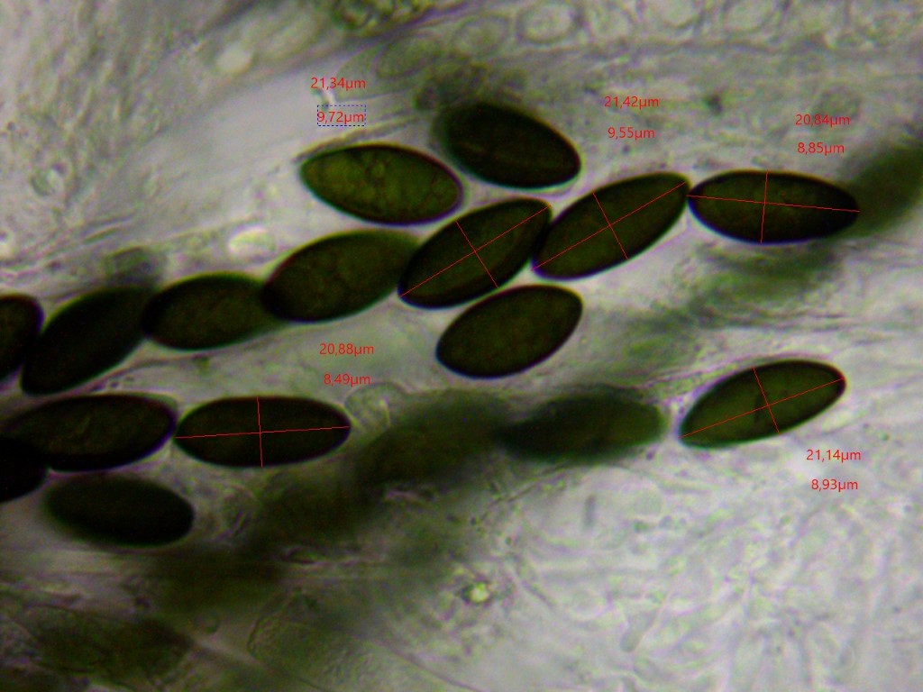 Hypoxylon vogesiacum Sporen gro duester Asci Xylariales Tobelwaelder Mikroskop Ulmus Ulme montan