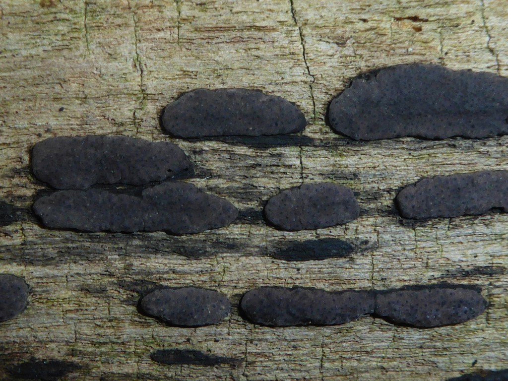 Hypoxylon vogesiacum Vogesen Kohlenbeere Krieglsteiner Pilzschule Schwaebischer Wald Baden Wuerttemberg Bergahorn Acer pseudoplatanus Biosphaeren Reservat Schwaebische Alb