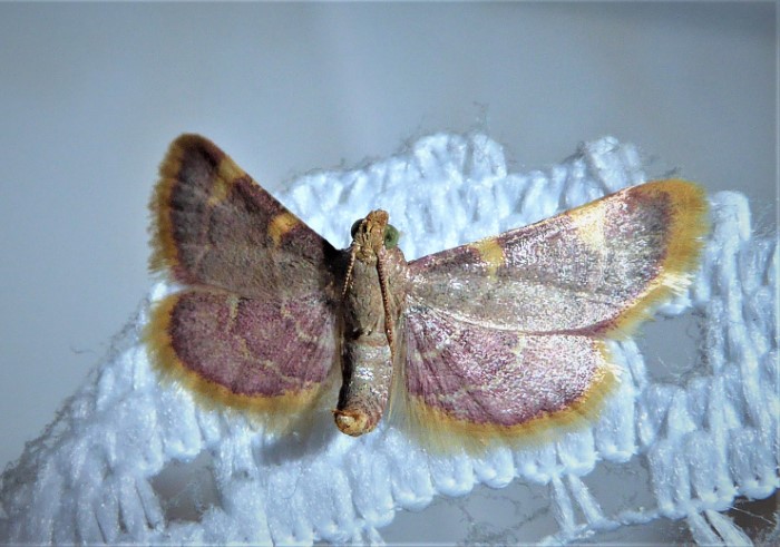 Hypsopygia costalis Heuzuensler Pyralidae Aussenbeleuchtung Terrasse Spraitbach Artenvielfalt Kleinschmetterlinge Lepidoptera Insekten Naturgarten Insektarium Krieglsteiner nafoku