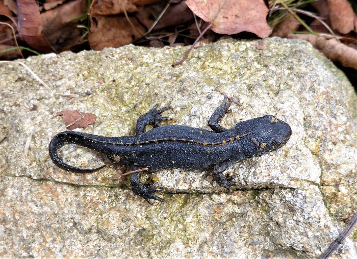 Ichthyosaura Triturus alpestris Bergmolch Salamandridae Caudata Salamander Schwanzlurche Amphibien Lurch des Jahres 2019 Versteck unter Laub Wanderung zu Laichgewaesser Naturgarten Krieglsteiner Pilzkurse