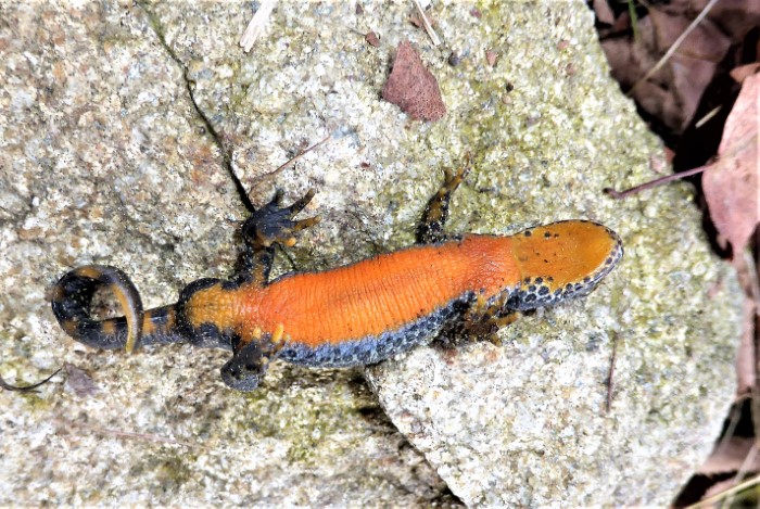 Ichthyosaura Triturus alpestris Bergmolch Salamandridae Caudata Salamander Schwanzlurche Amphibien Lurch des Jahres 2019 Versteck unter Laub Wanderung zu Laichgewaesser Naturgarten Krieglsteiner