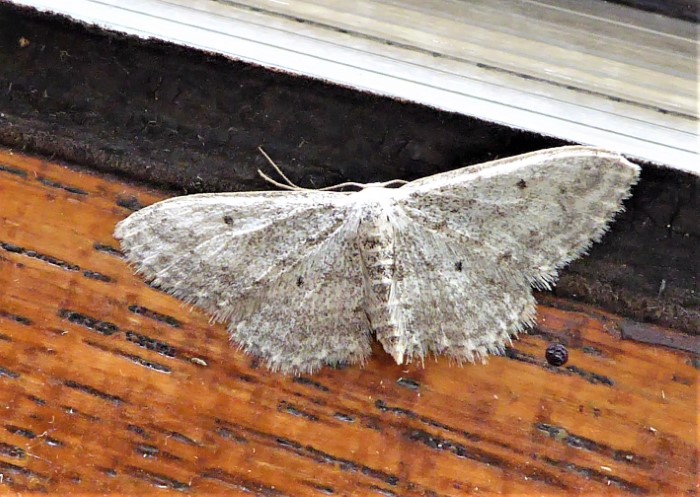 Idaea seriata Grauer Zwergspanner Geometridae Lepidoptera Nachtfalter Artenvielfalt Biodiversitaet Naturgarten Liebe zur Natur Naturschutz Genozid Krieglsteiner