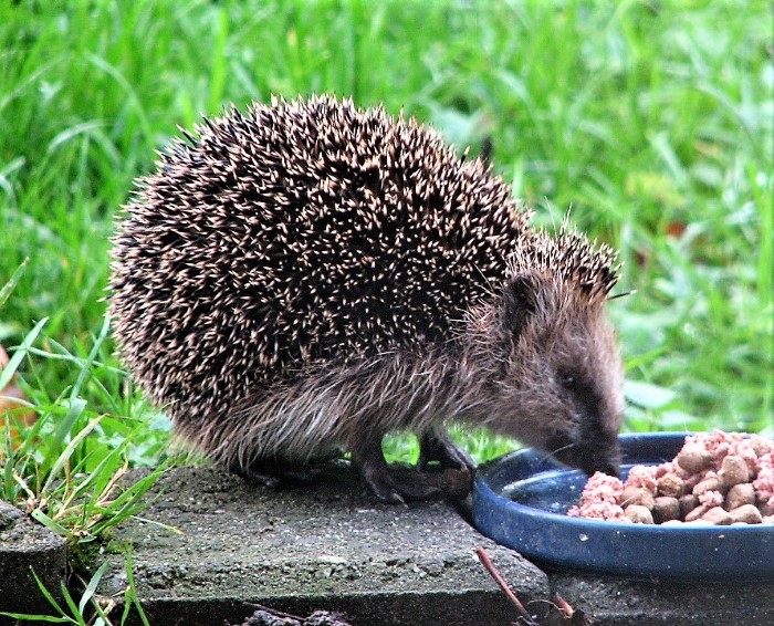 Igel Braunbrust Erinaceus europaeus Westigel Insektenfresser Fuetterung Helga Steiner Deggingen Schwaebische Alb Artenvielfalt Tierliebe PIlzschule Schwaebischer Wald Naturgarten Grille Gryllus campestris