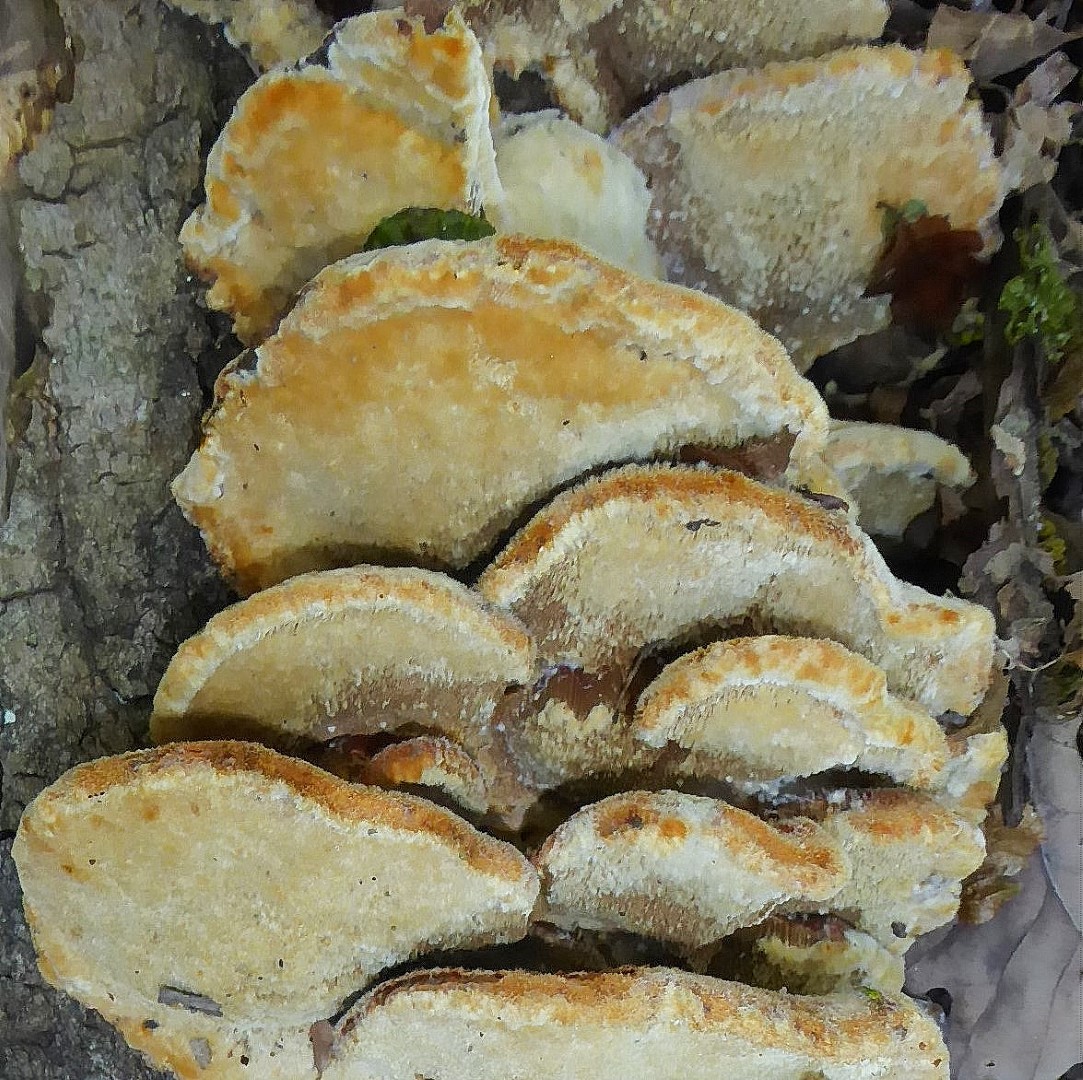 Inocuits rheades Inonotus vulpinus Fuchsroter Schillerporling Porlingskurs Pilzschule Schwaebischer Wald Nationalpark Eifel Zitterpappel Gro