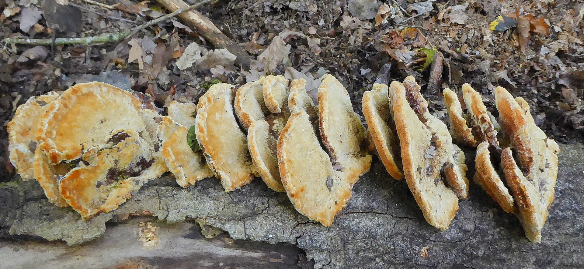 Inocutis rheades Inonotus vulpinus Fuchsroter Schillerporling Zitterpappel Espe Porlingskurs PIlzschule Schwaebischer Wald Nationalpark Eifel Gro