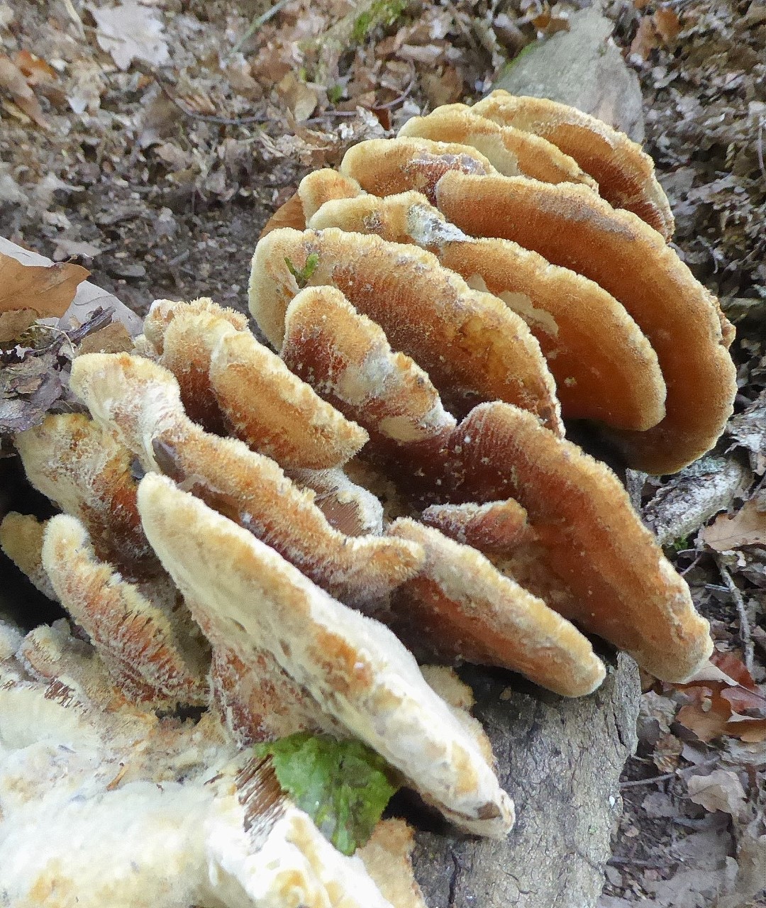 Inocutis rheades vulpinus Fuchsbrauner Schillerporling Deutschland Nordrhein Westfalen Nationalpark Eifel Zitterpappel Espe Stamm Gro