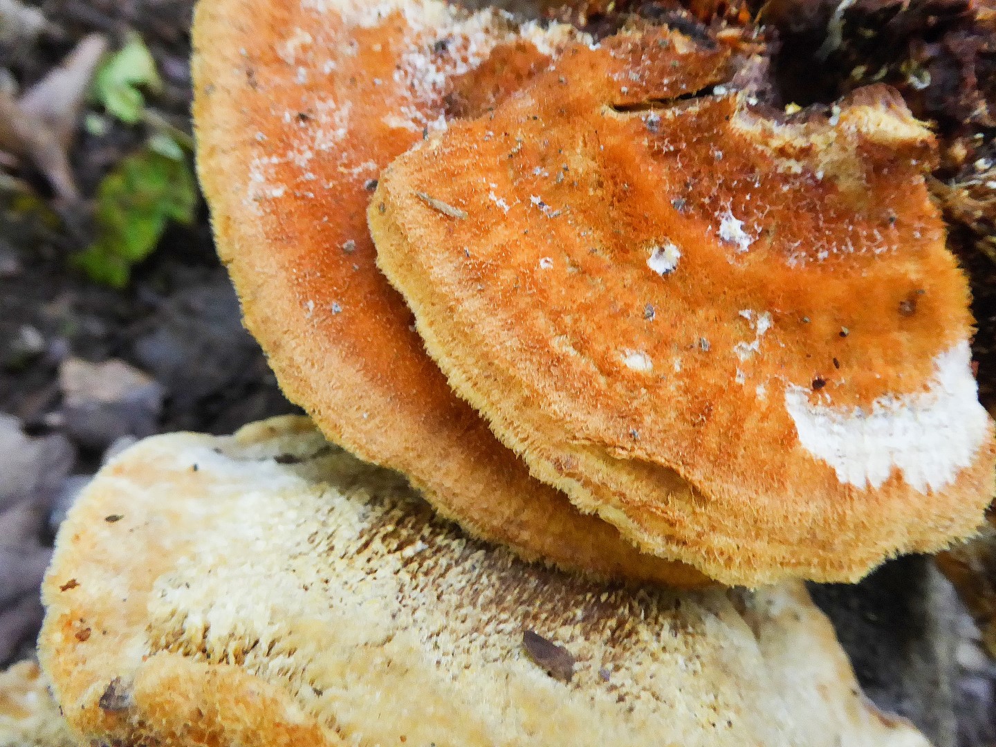 Inocutis rheades vulpinus Porlingskurs Pilzschule Schwaebischer Wald Krieglsteiner Nationalpark Eifel Deutschland Nordrhein Westfalen Gro