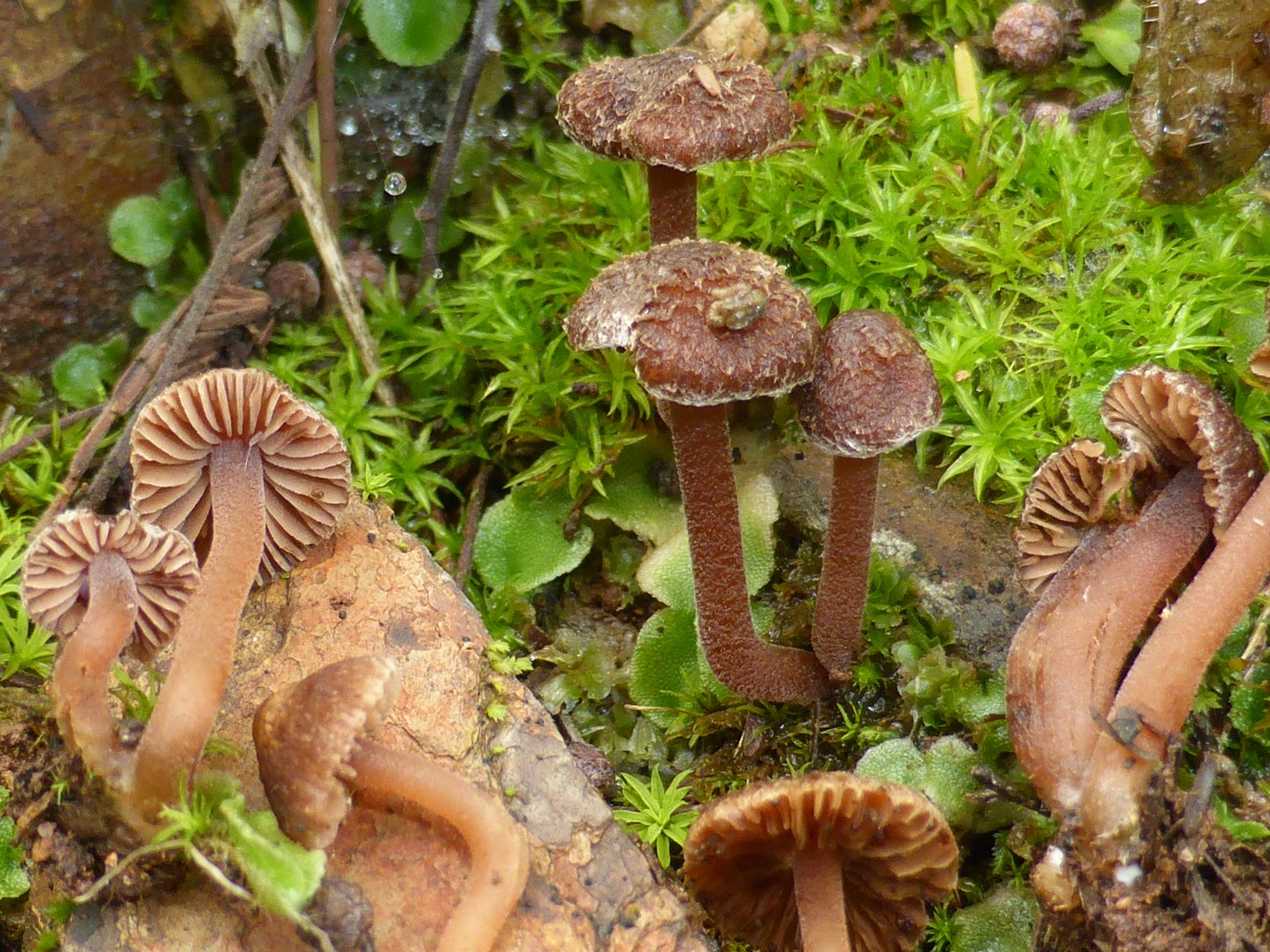 Inocybe calosporoides Risspilz Portugal Algarve Serra Monchique Portimao Krieglsteiner Lothar Pilzschule Schwaebischer Wald Pilzkunde