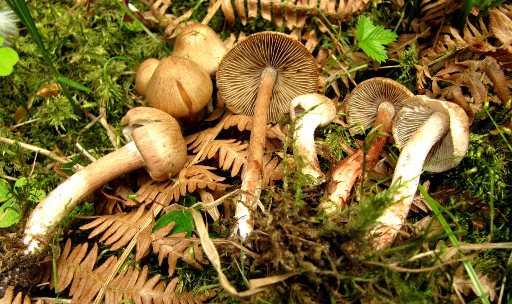 Inocybe-cervicolor-Alfdor-Spraitbach-Hafental-rötend-Aspekt-Hirschbrauner-Risspilz-Muscarin-giftig