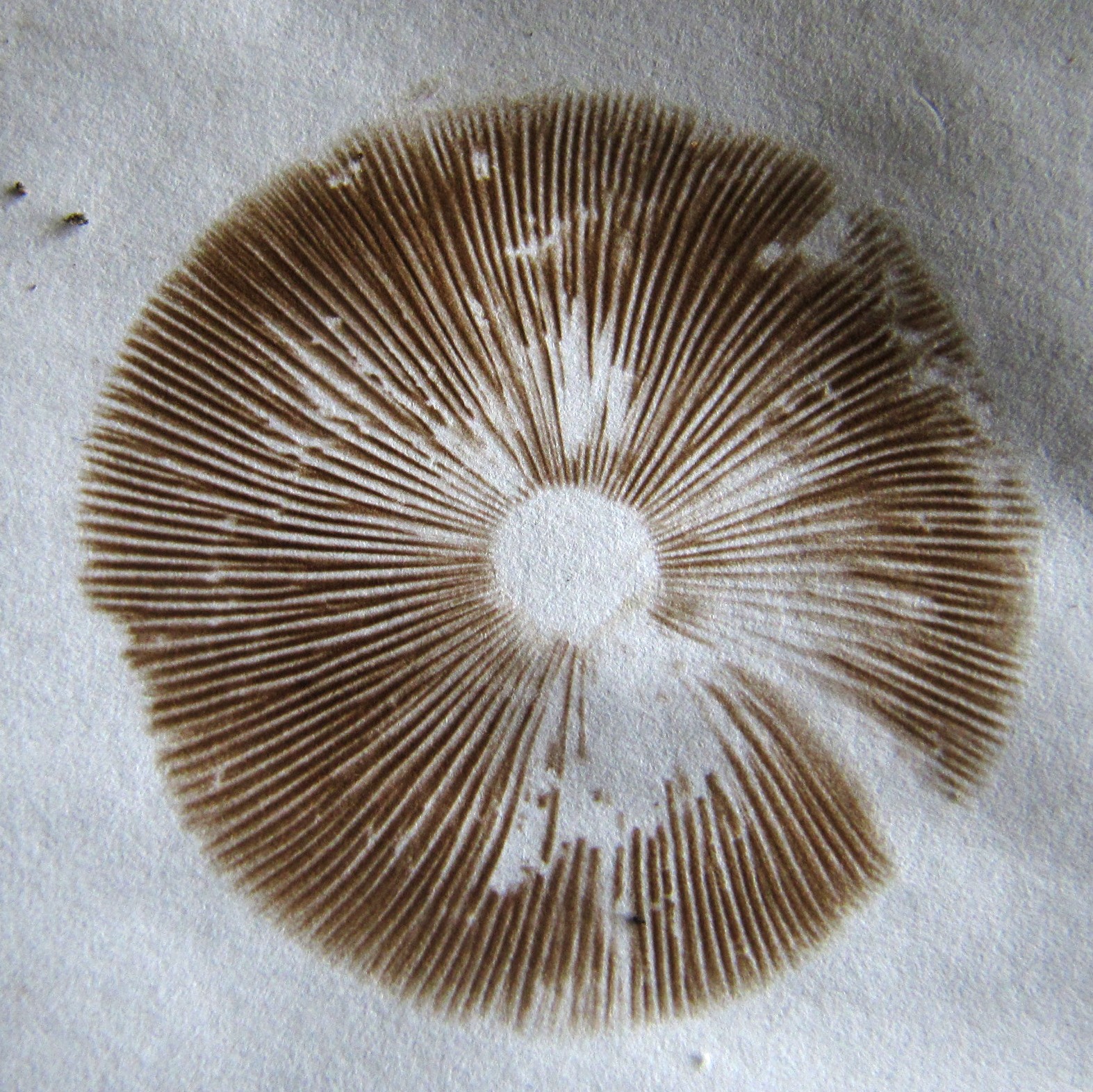 Inocybe-cervicolor-Sporenpulver-Hirschbrauner-Risspilz-Muscarin-giftig