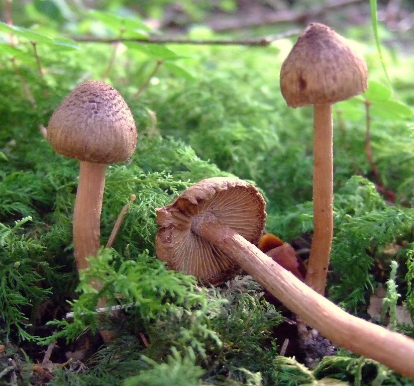 Inocybe-cervicolor-Tanau-2-Aspekt-Hirschbrauner-Risspilz-Muscarin-giftig