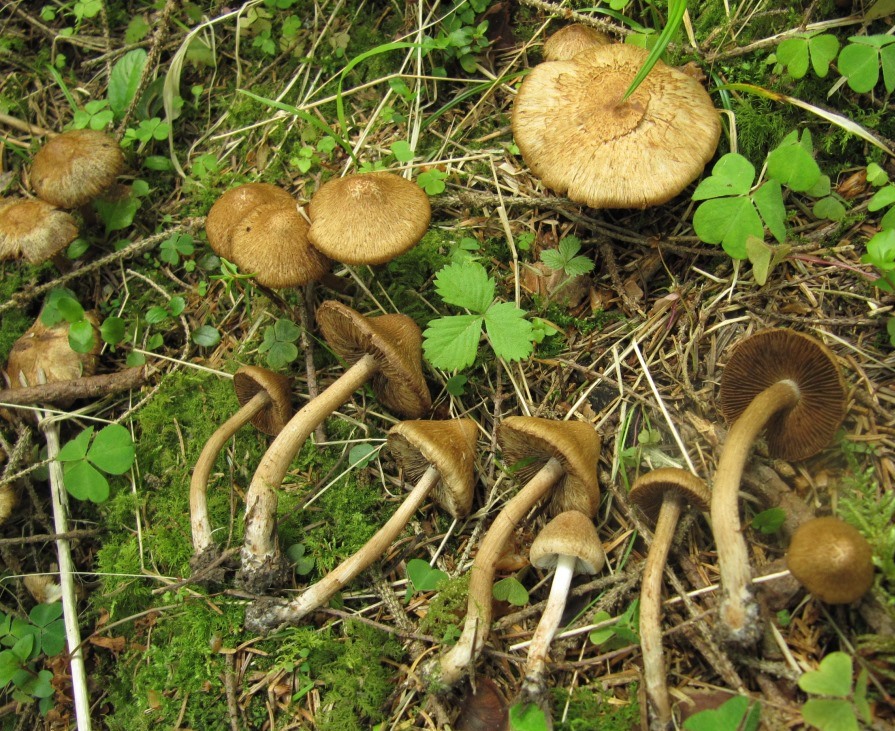 Inocybe-cervicolor-Tanau-Aspekt-Hirschbrauner-Risspilz-Muscarin-giftig