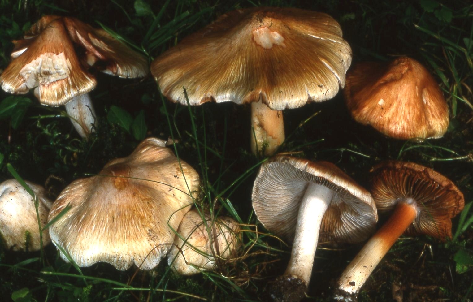 Inocybe-erubescens-Ziegelroter-Risspilz-patouillardi-Fruehling-Doppelgaenger-Maipilz