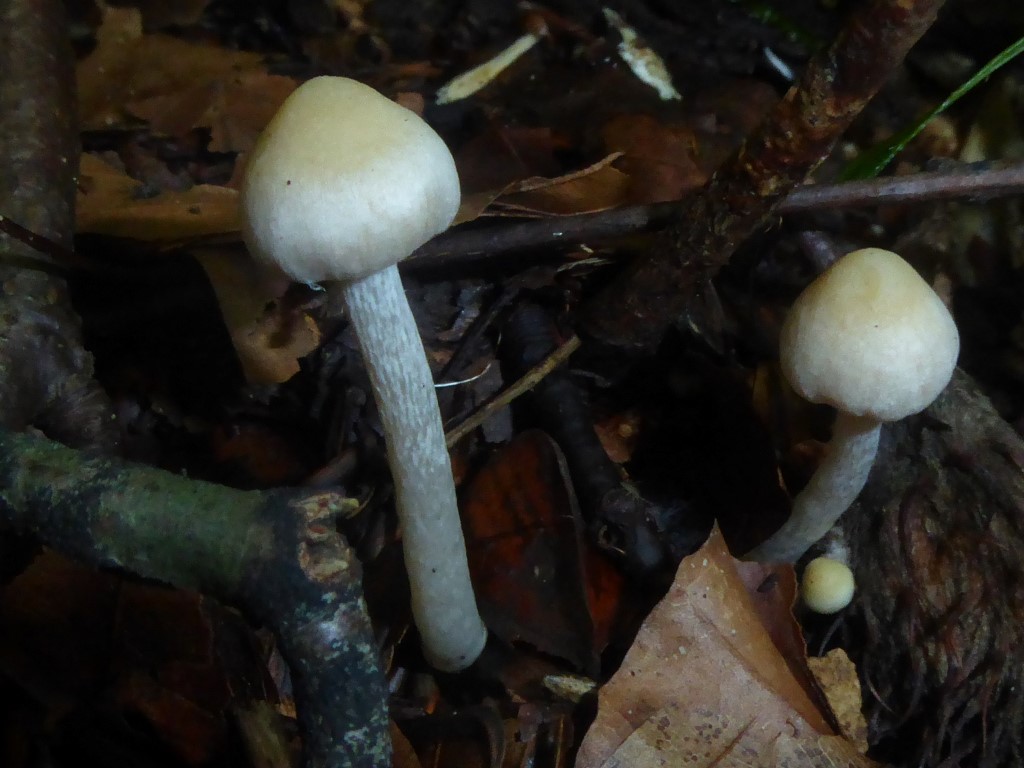 Inocybe huijsmanii Baden Wuerttemberg Stuttgart Schwaebischer Wald Pilzkurs Pilzfuehrung Schwaebische Alb Buche Fagus