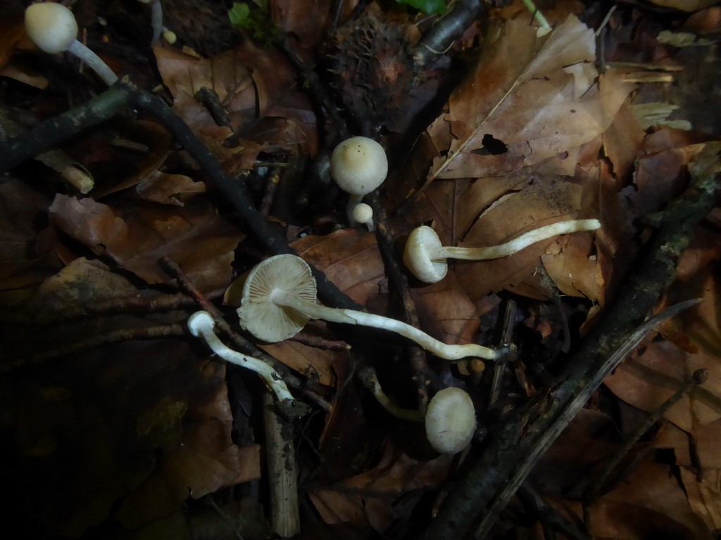 Inocybe huijsmanii Kleiner Perlmutt Risspilz Baden Wuerttemberg Stuttgart Schwaebisch Gmuend giftig Muscarin