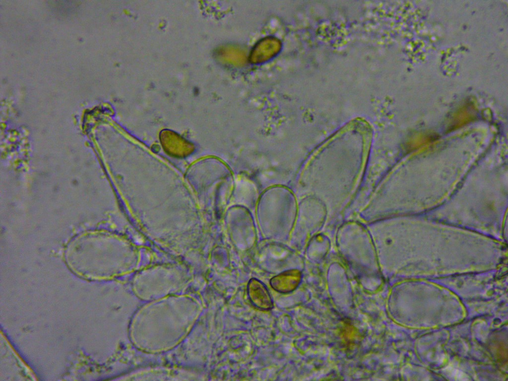 Inocybe huijsmanii metuloid Pleurozystiden Stuttgart Pilzkurs Krieglsteiner Bandini calosporoides Portugal