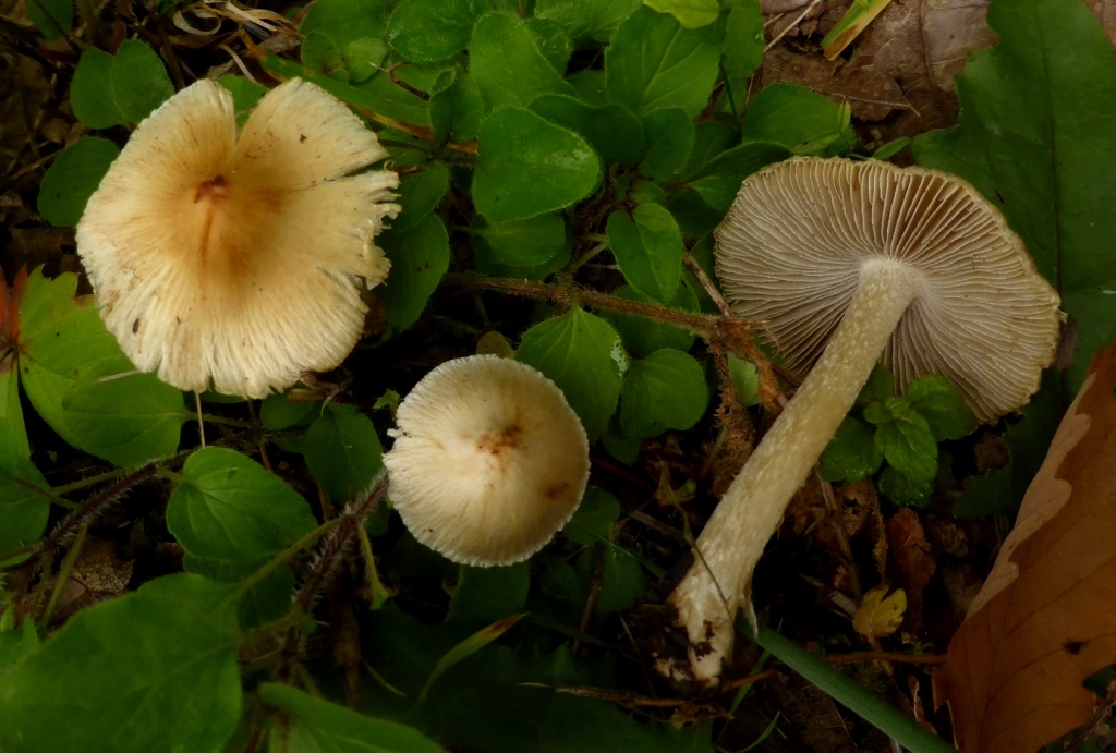 Inocybe-rimosa-fastigiata-Kegeliger-Risspilz-Muscarin-spermatisch-giftig