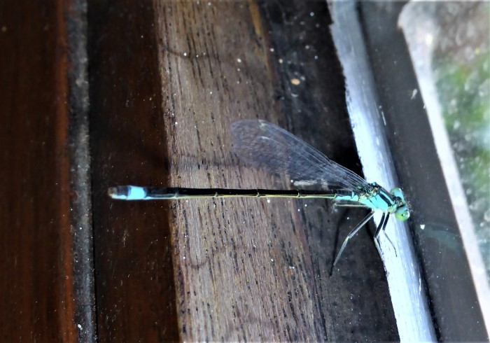 Ischnura elegans Groe Pechlibelle Schlanklibellen Coenagrionidae Kleinlibellen Zygoptera nafoku Spraitbach Artenvielfalt Pilzschule Schwbischer Wald Krieglsteiner 1